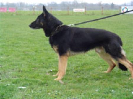 Lotan vom Patscherkofel