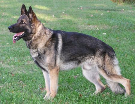 V Berry vom Hühnerbaum