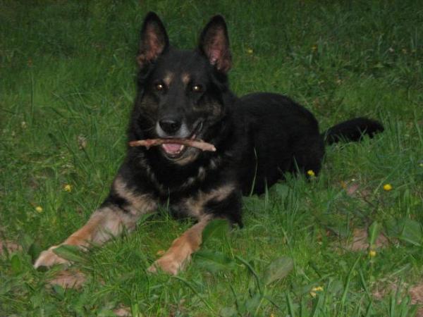 SG Blacky vom Ritterland