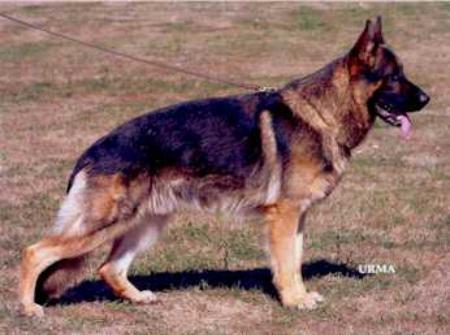 V Baldur von der Fichtenspitze