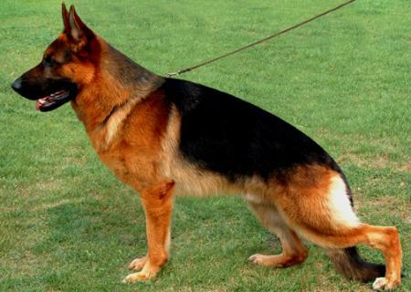 V1,CANADIAN SIEGER Boy vom Tönsbrock