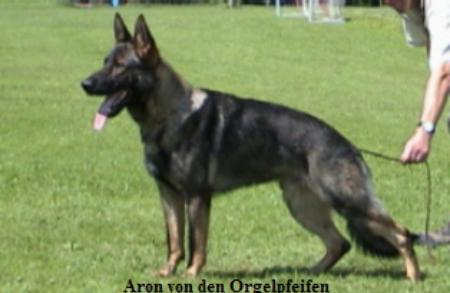 Aron von den Orgelpfeifen