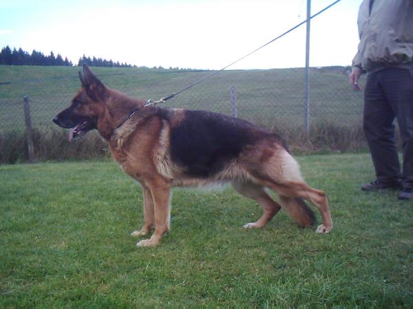 Kimi von der Kisslegger Burg