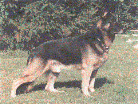 Nores vom Jägerstand