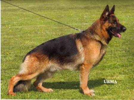 V 3 (ÖHZS) Chedo vom Schuberthäuschen