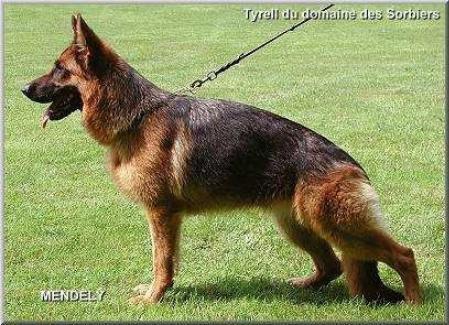 VA9 (F) Tyrell du Domaine des Sorbiers