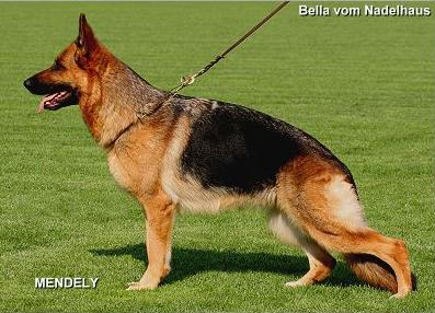 V Bella vom Nadelhaus