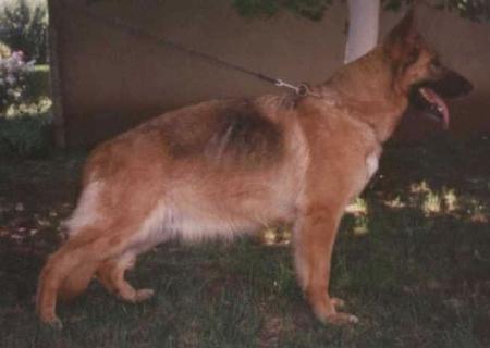 Goldi vom Haus Milesevac