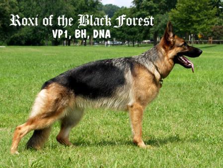 V Roxi of the Black Forest