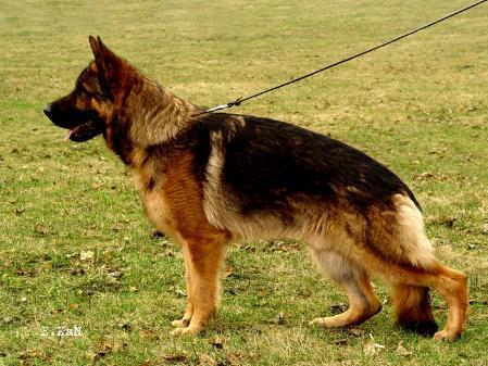 Heros vom Poppenberg