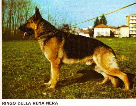 Ringo della Rena Nera