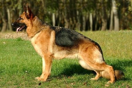 V1, VV1 Gáborland Wendy