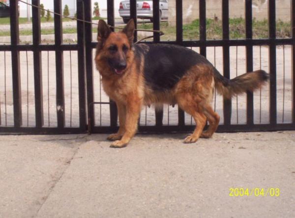 V Szobraszkerti Jessy