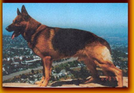 SG Bully vom Goldnen Paradies