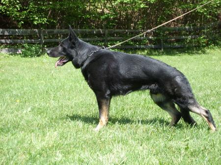 SG Vrisco von der Sägmühle