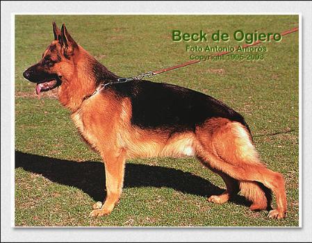 EXC. Beck De Ogiero