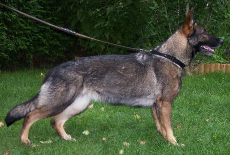 SG Alison von der Hornsburg