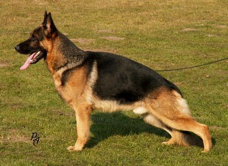 V Chicco vom Preetzer Land