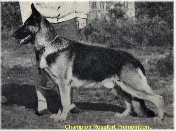 UK/NZ/A.CH. EX.1 Rossfort Premonition