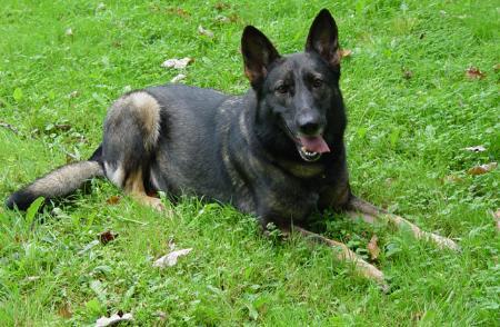 Bianka von Spitzbubezwinger