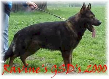 V Xoran vom Gräfental