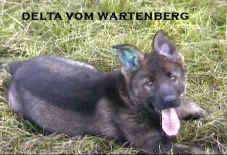Delta vom Wartenberg