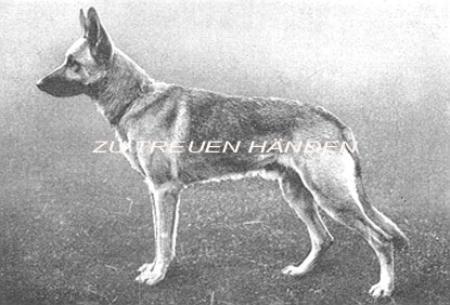 Junker von Nassau