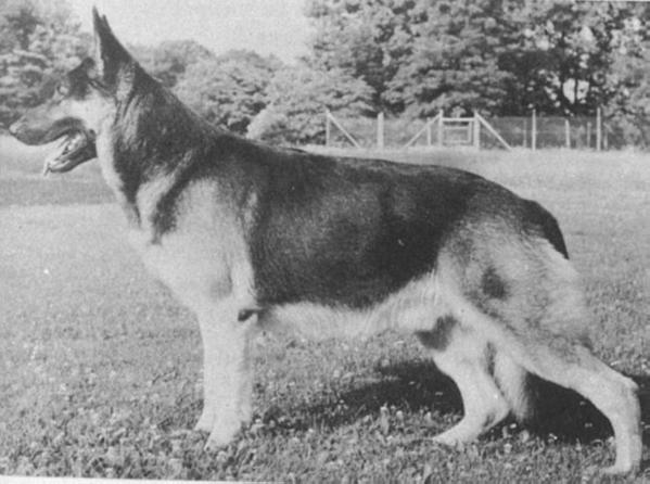 1952 GV CH (US) Ingo von der Wünschelrute