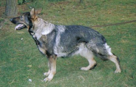 Zara von Spitzbubezwinger