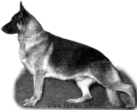 GV CH (US) Kismet's Impulse von Bismark