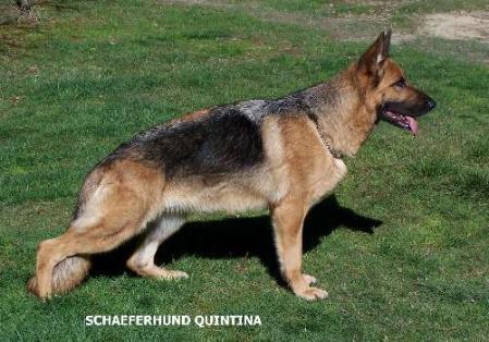 VA6 Schaeferhund Quintina