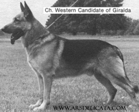 CH Western Candidate of Giralda