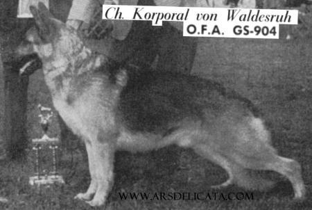 CH (AKC) Korporal Von Waldesruh