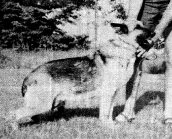 Amber's De Cloudt's Cristl