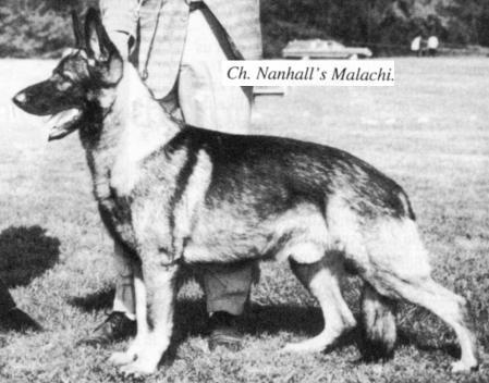 CH (US) Nanhall's Malachi