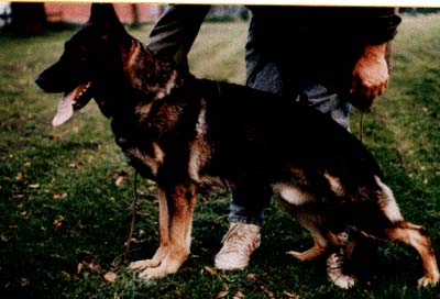 SG Quax von Karthago