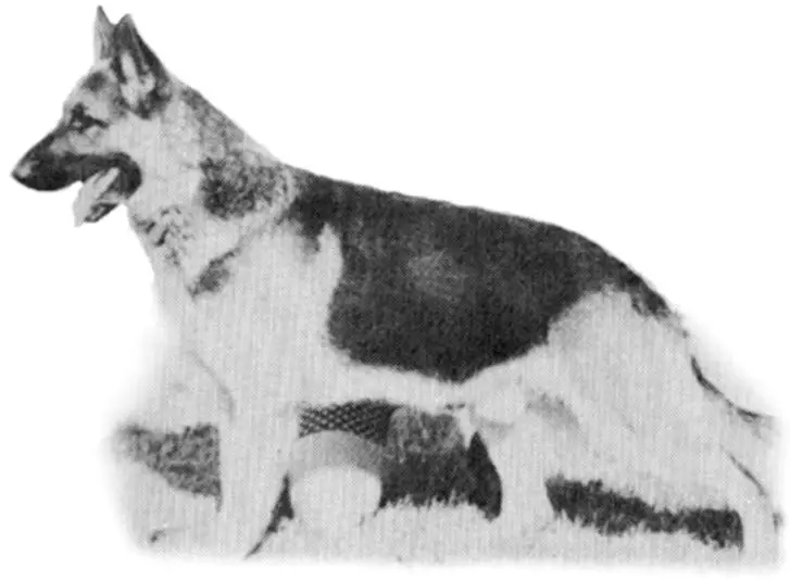 CH Kovaya's Judd