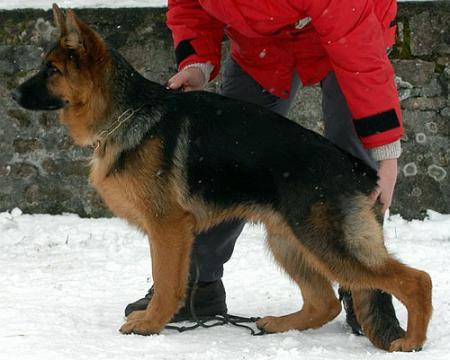 VUNCHEN DE L'ODE DES LOUPS