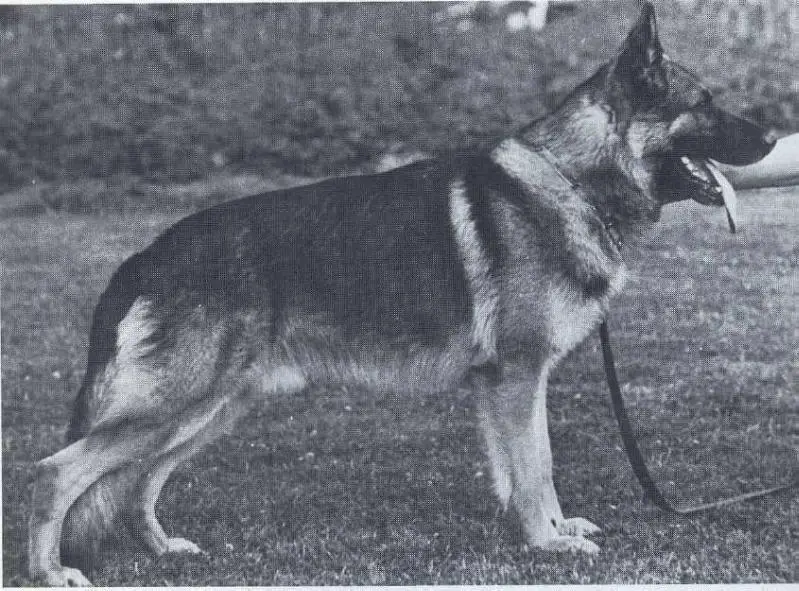 G Orsof vom Busecker Schloss