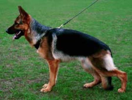 V Russtannenwald Vasilika