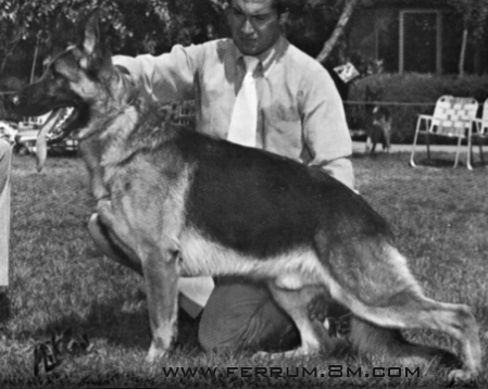 CH (US) Kallander's Incan Warrior