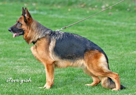 VA5(CHINA) Farina Egerstau