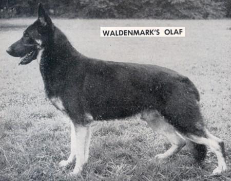 Waldenmark's Olaf