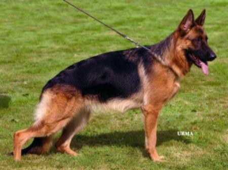 V Grazie aus dem Aurum Zwinger