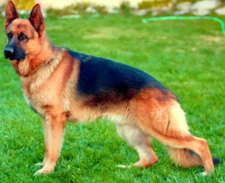 V Pollux von Haus Charly