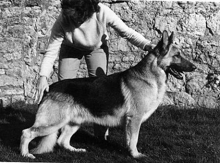 CRUFTS BIS '71 UK.CH Ramacon Swashbuckler