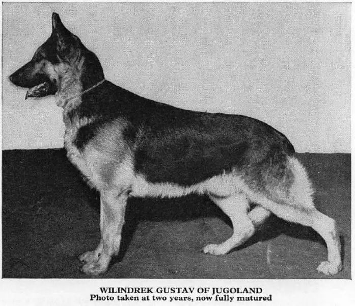 Wilindrek Gustav of Jugoland