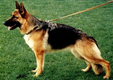 AUST CH & SIEGERIN Darkana Kalani