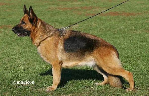 VA 2 (HU) / VA1 (RO) Romano Zena