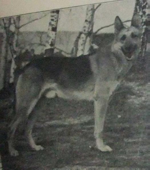 Dobber von der Peterstirn